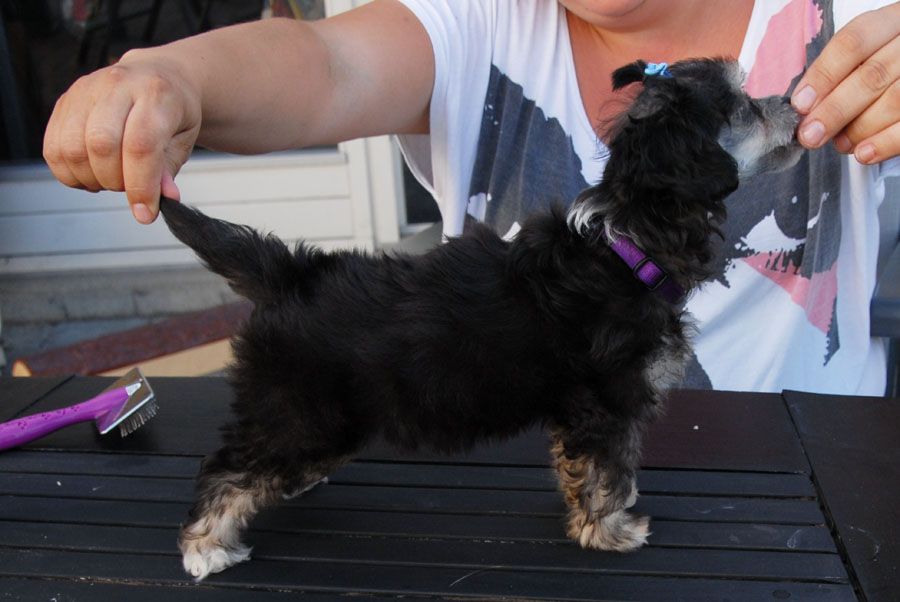 Chinese By Storms Beeti