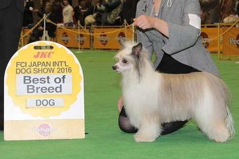 Tinker Jp Amber land