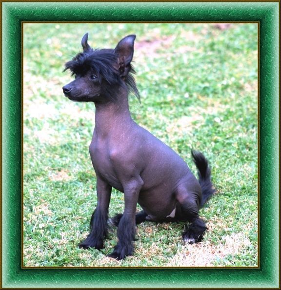 Amor King of Diamonds