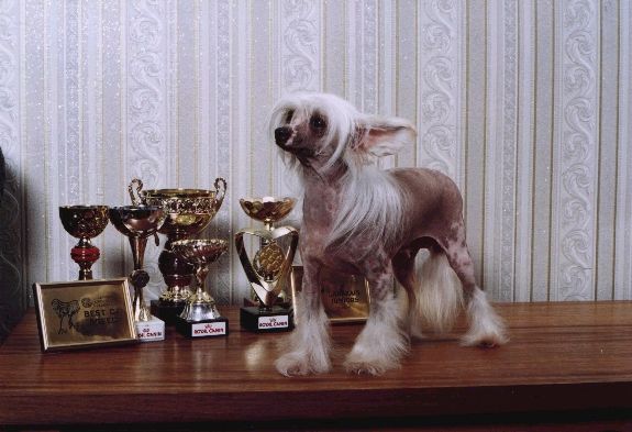 Unique Princess Von Shinbashi