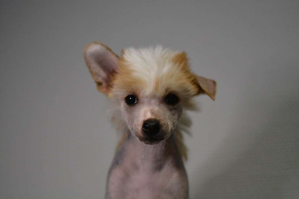 Fejmants Herr Ober - Eis Bitte