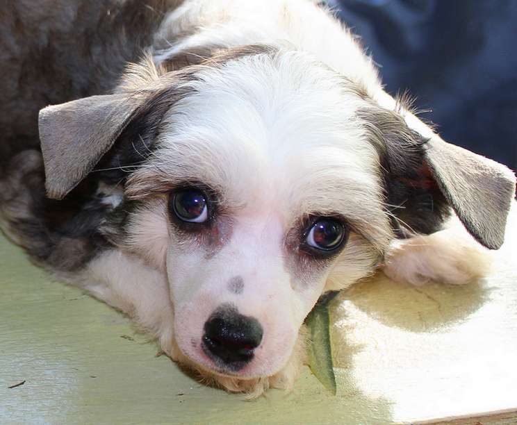 Angel O' Check Magong