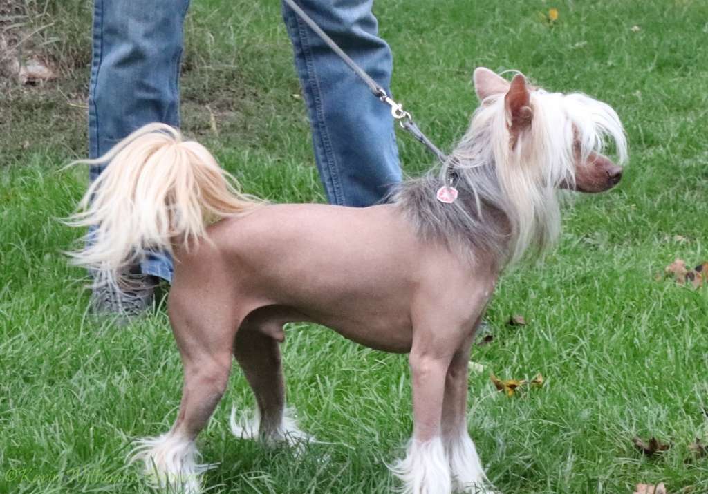 Muso Grazioso Edgar King of Life