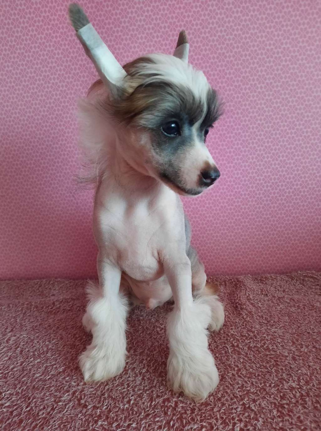 Concrete Clouds With Flying Colours