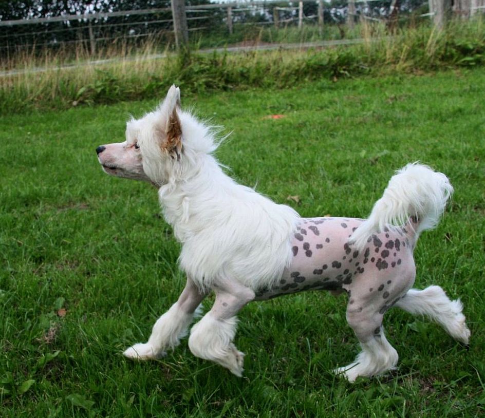 Be My Dog's Equalizer