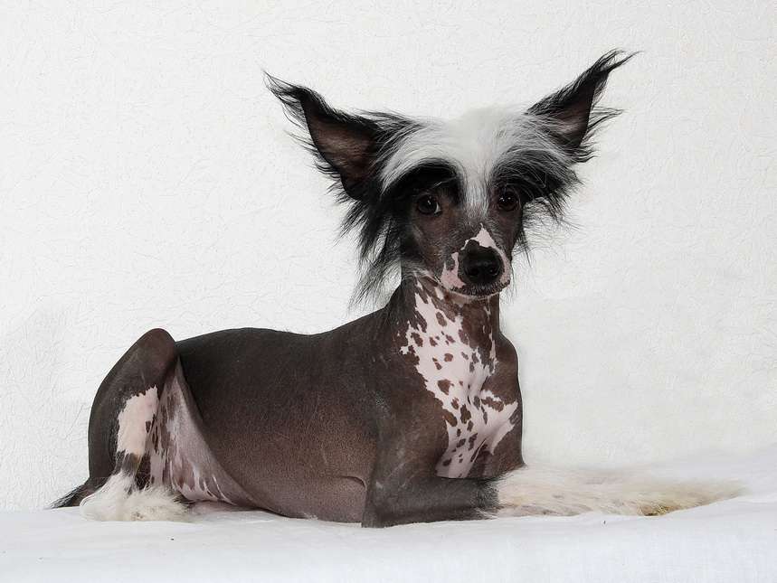 Anda Frelsis Ipomaea