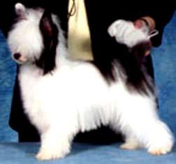 Wind Take A Chance On Me