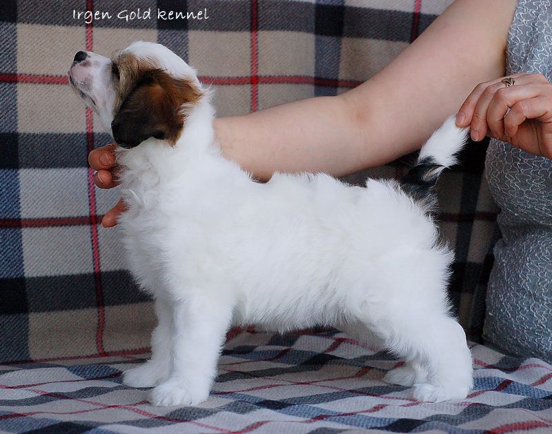 Irgen Gold Grafinya de Monsoro