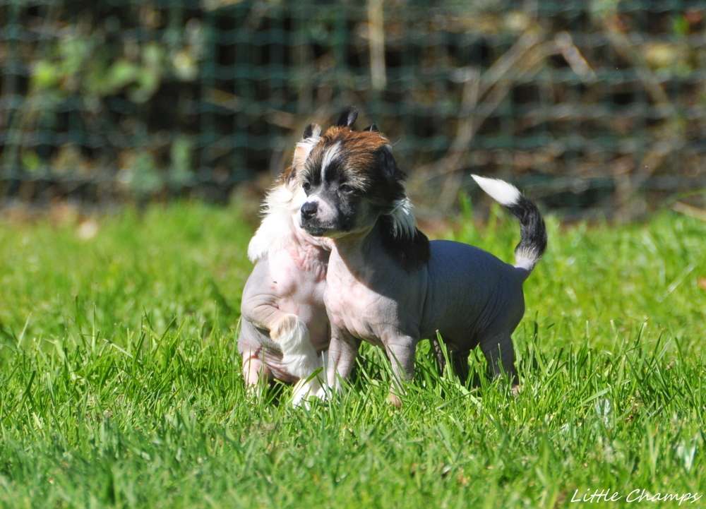 RythmNBlues Little Champs