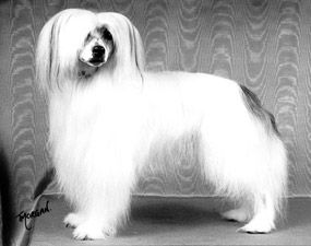 Debrita Diablo at Chinois