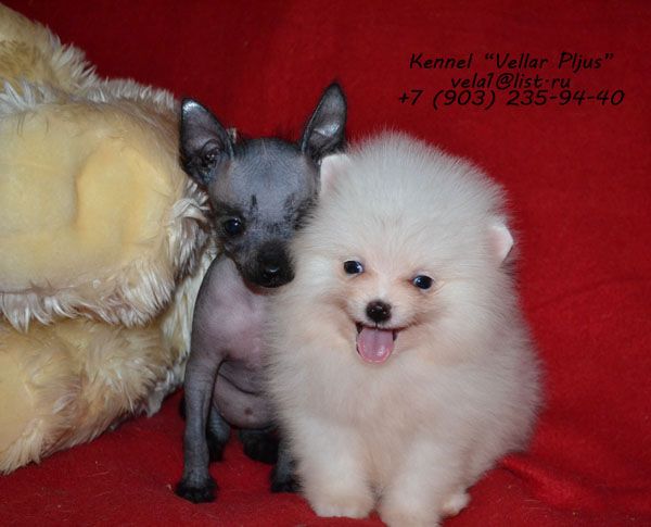 Vellar Pljus Miss Mouse