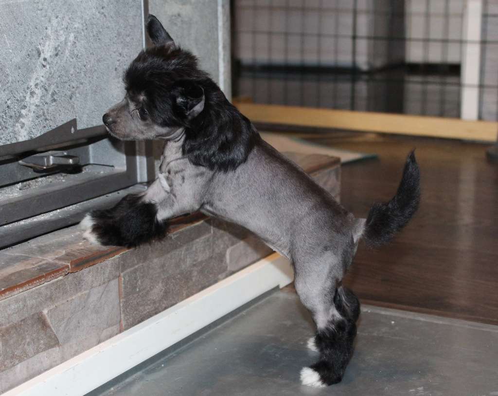 Chaotricals Addicted To Chaos