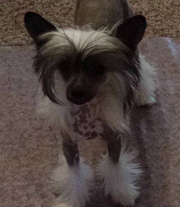 Besame Mucho Winning Smile (Zokasan/Crest-Vue)