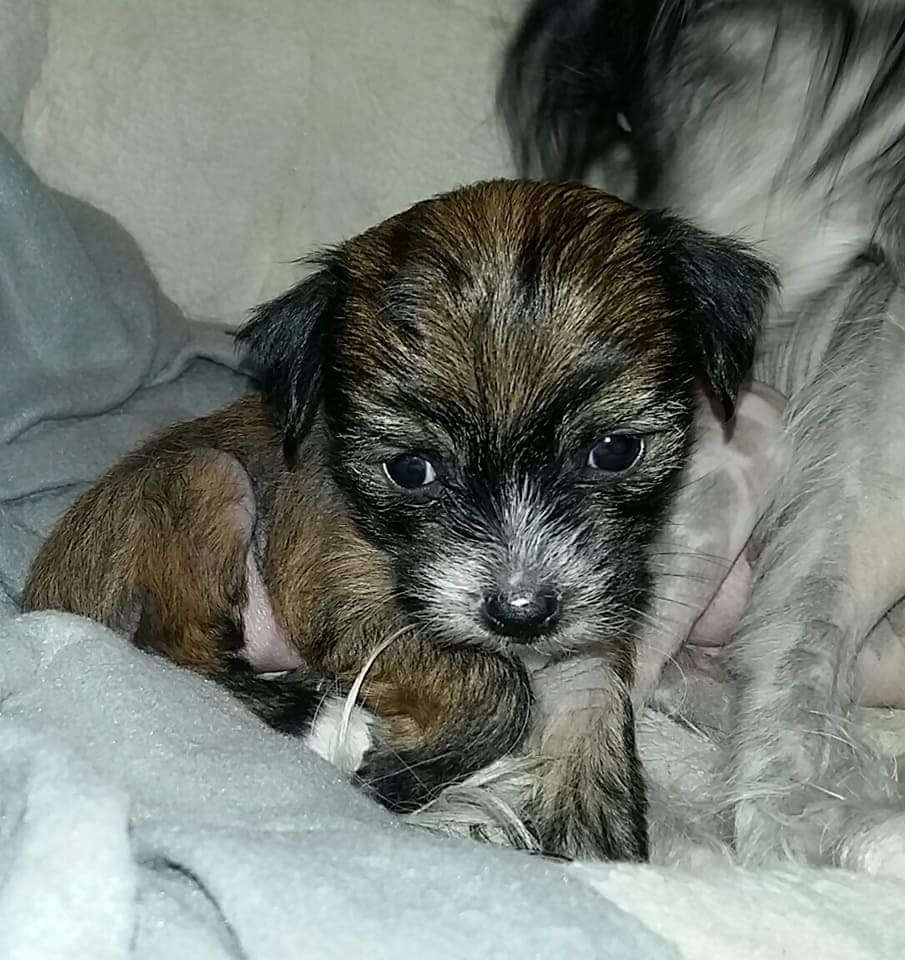 Epadalens Fat Bottomed Girl