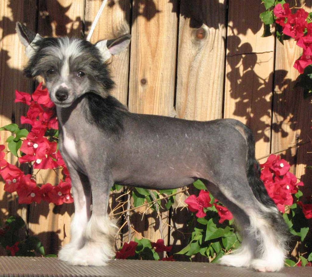 Crest-Vue's Tangible Assets