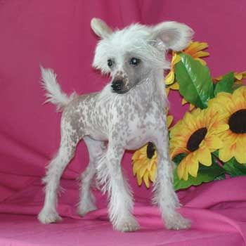 Sunny Lion Olivetta Oligyeri