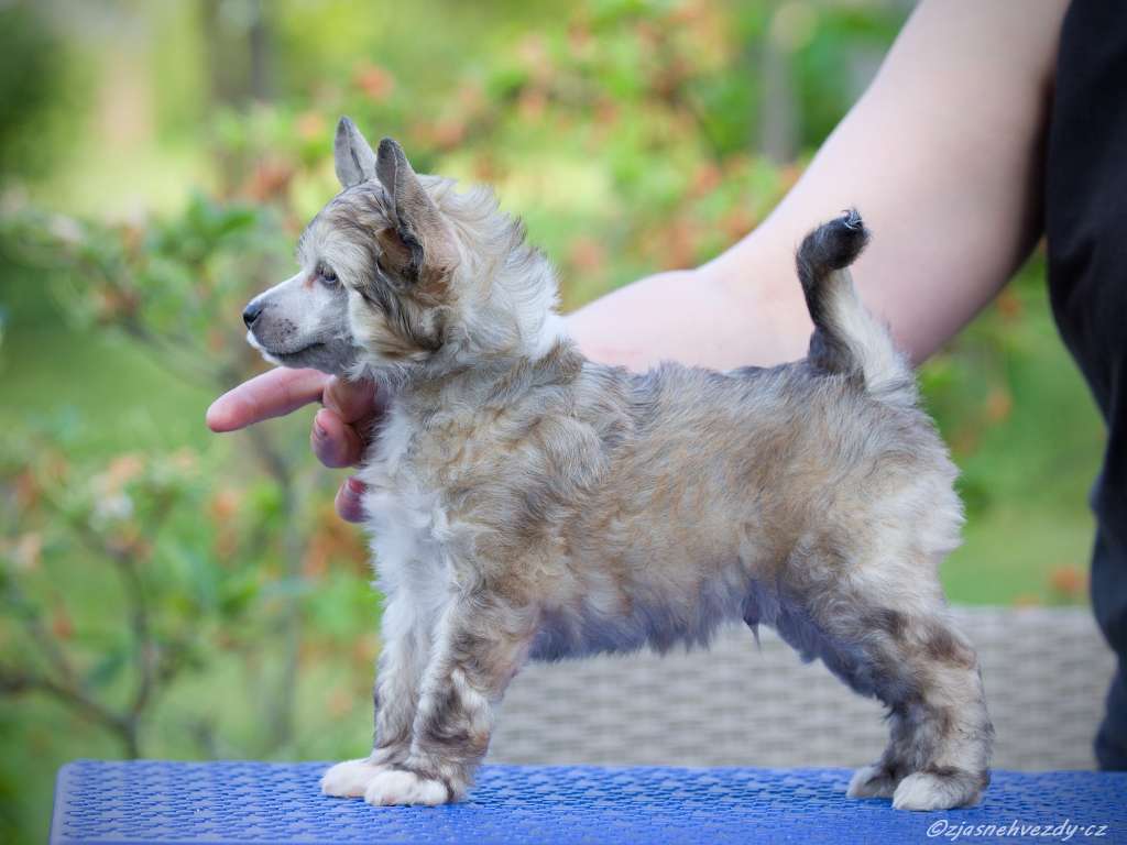 Viking z Jasne hvezdy