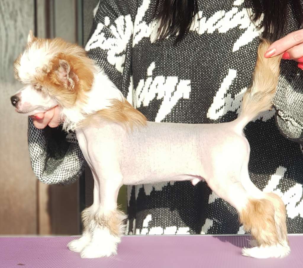 Good Guy With Guns Gambitas