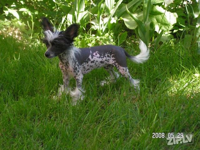 B...Felicity Mitau HL Male