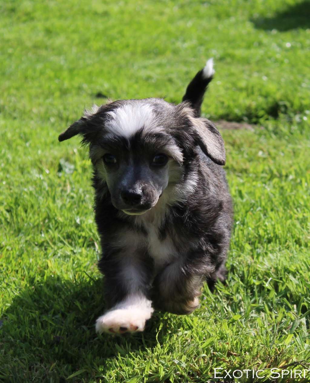 Exotic Spirit Snow in Sea Breeze