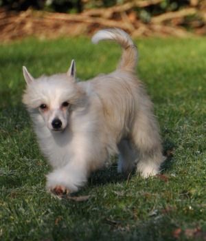 Héroïque Little Champs