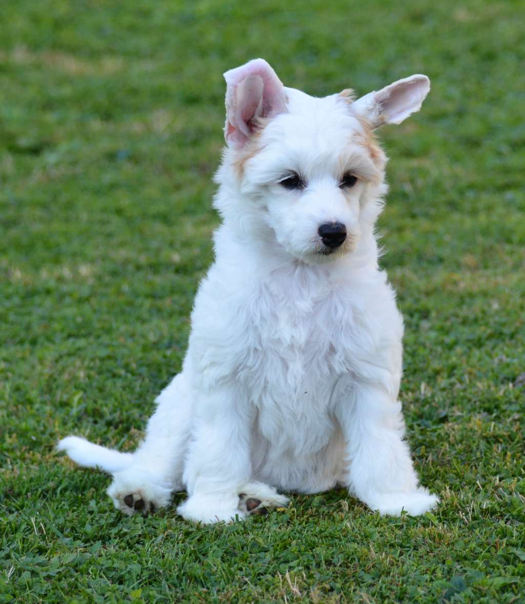 Hello Kitty Cute Goblins