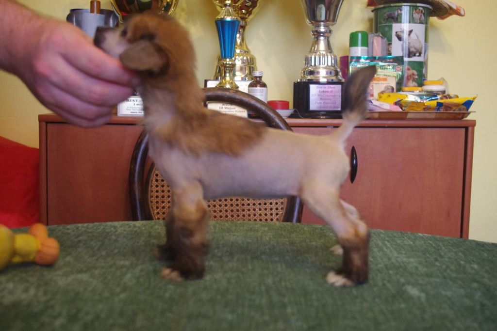 Big Chic Astarte Gold