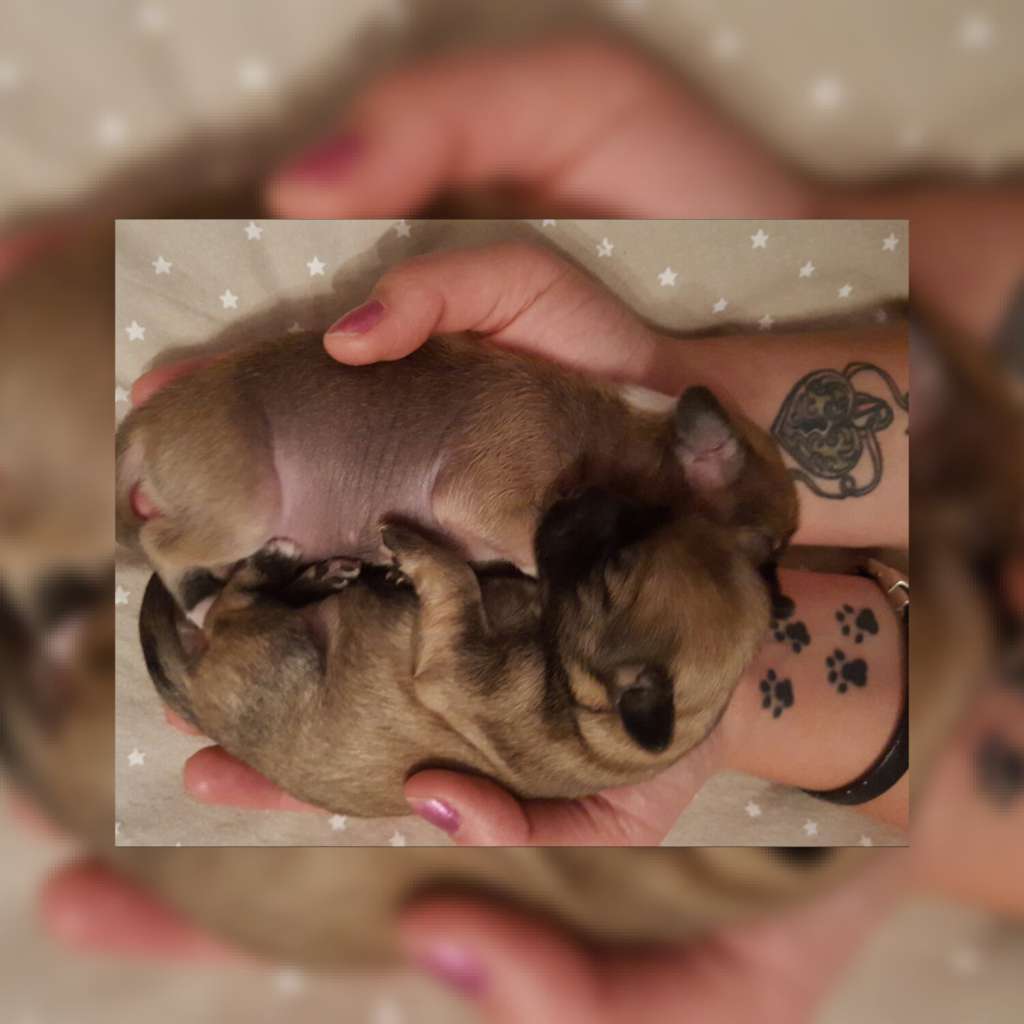 Dear Ms Brown Midajh's Dream