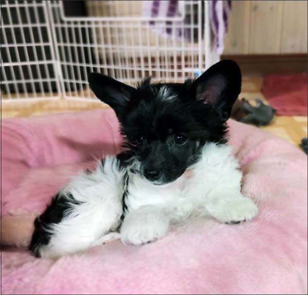 Bellatrix Luckycharm Kwilla