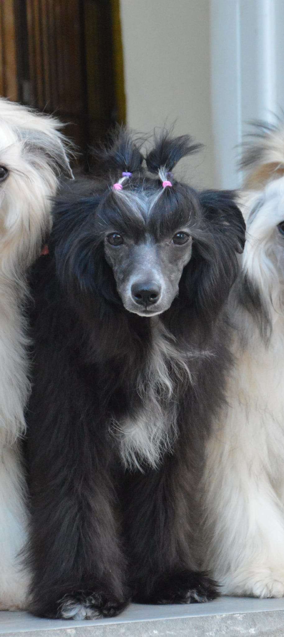 Alegra Versace de Lybóriu's Legacy