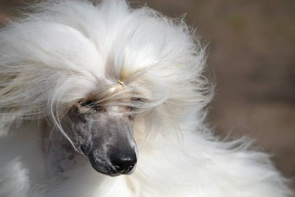 Che Ganzo Alfonso Capone