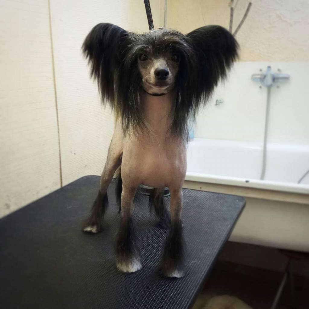 Mashama Mazi Rus Heri Shupaa