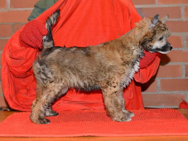 Sasquehanna (fci) Pustynna Rosa