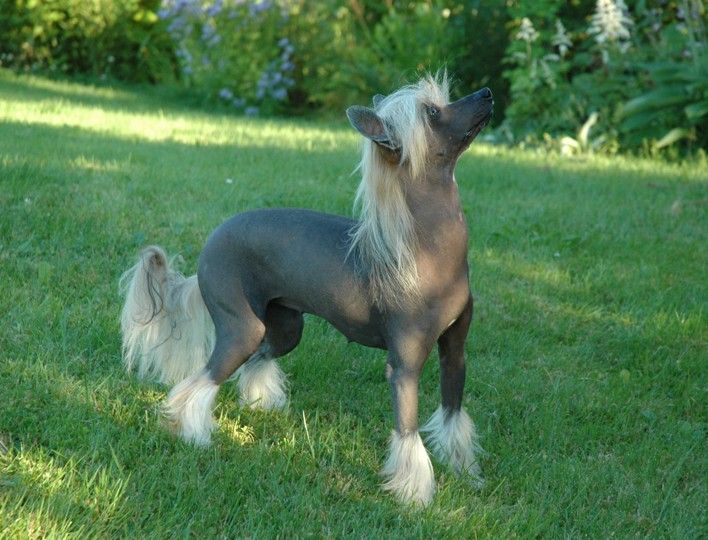 Trønderpia's Imagine Me