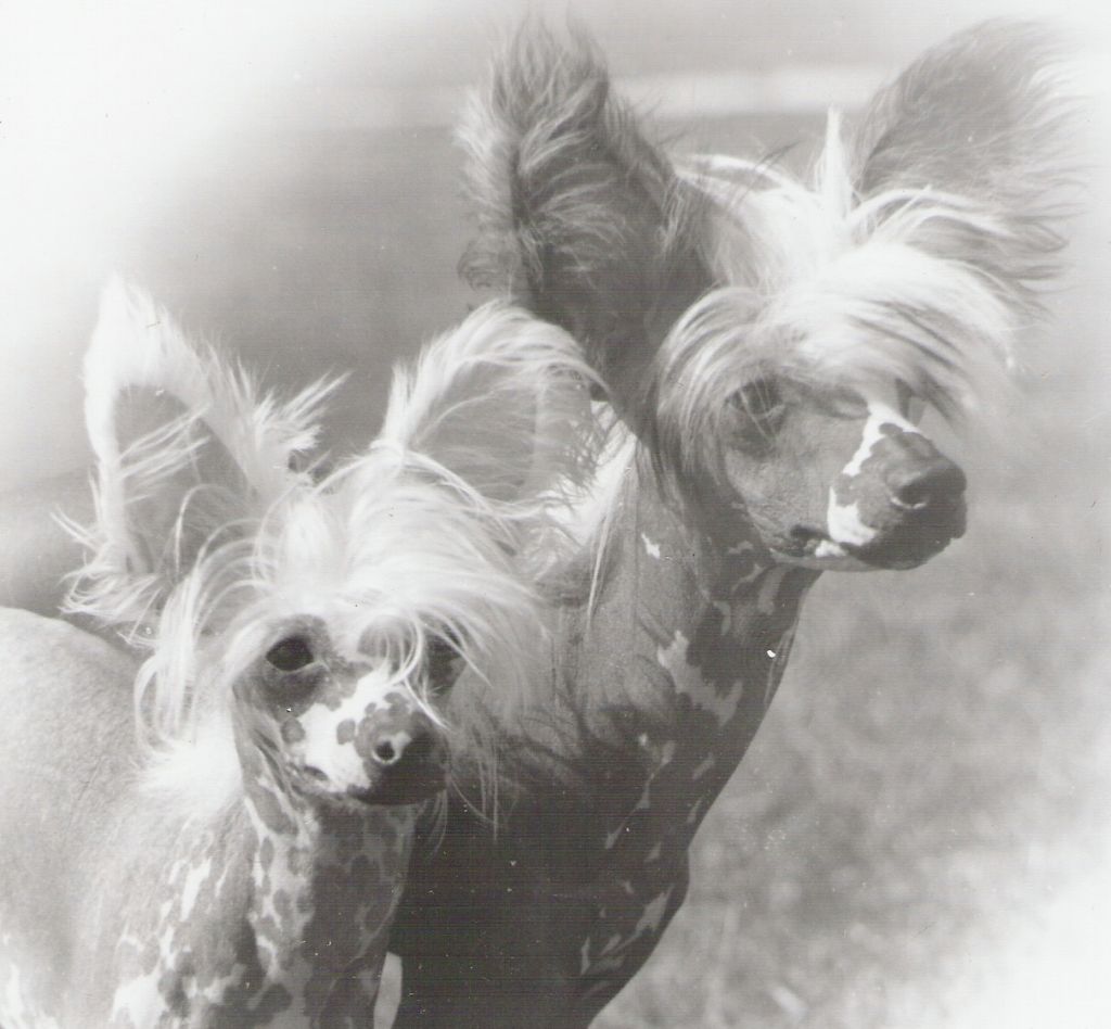 Chinetta's Chivas Regal