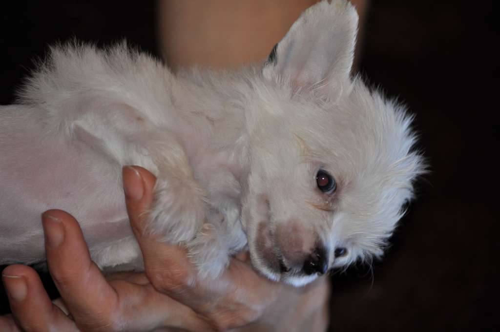 Janett Bright Light Dneproskoe solntse