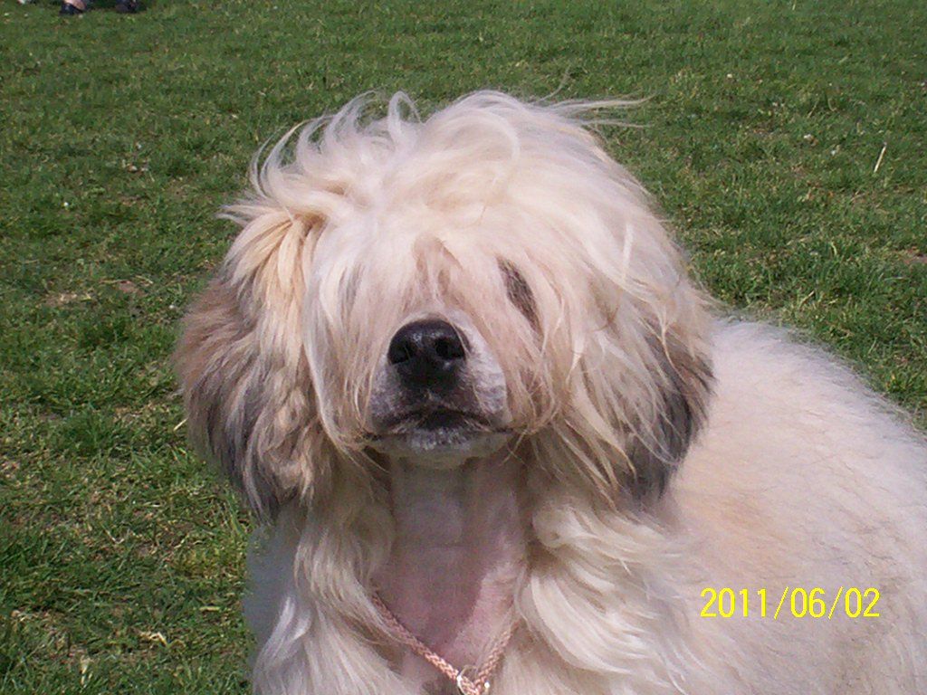 Twilight Dreamstar's Goliath