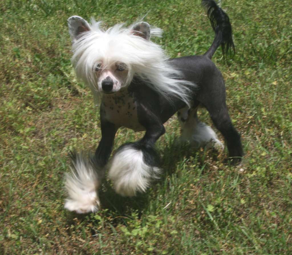 Spiritgaea's Odin High God of Asgard