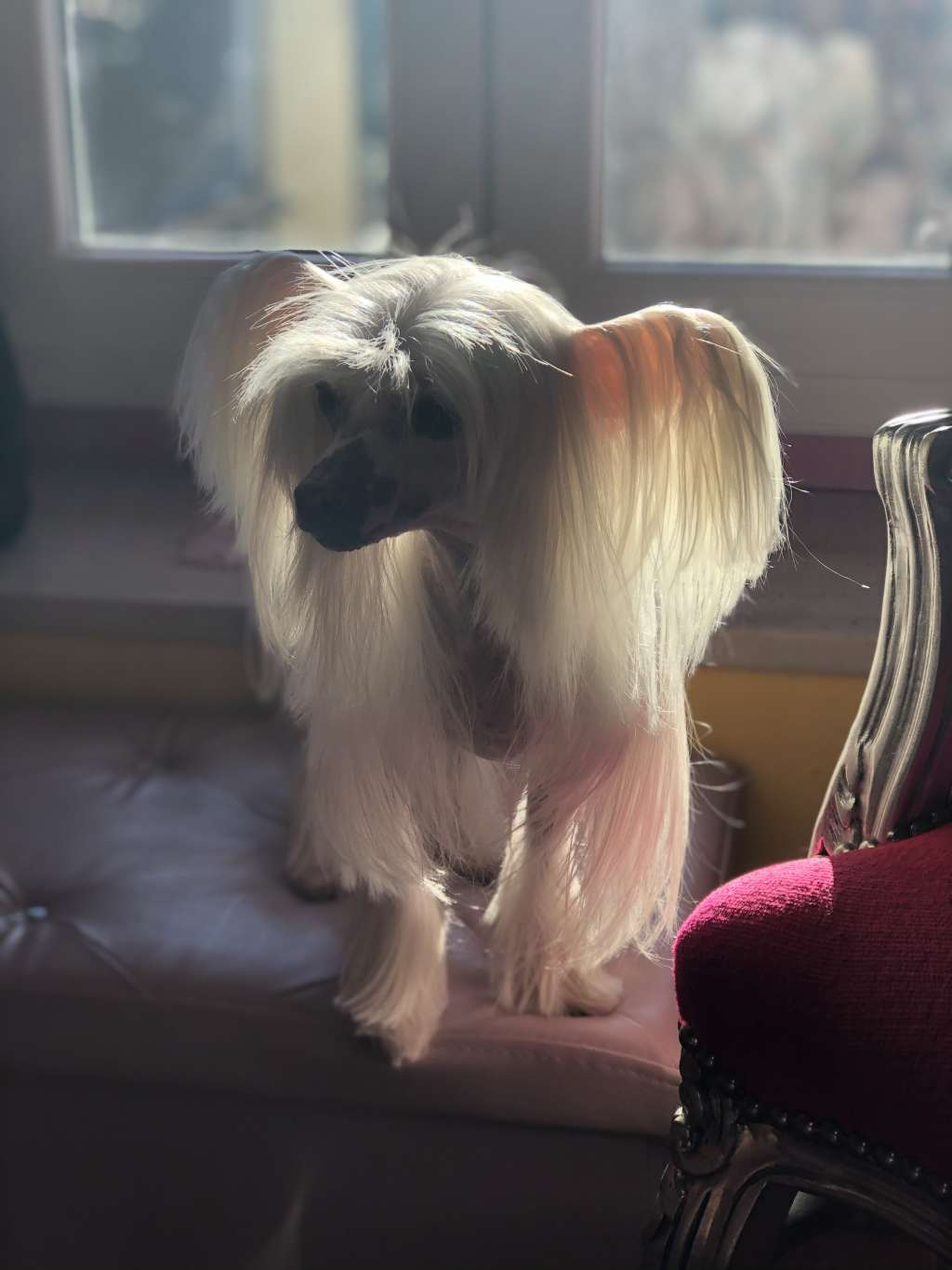 Fusion Beauty von Shinbashi