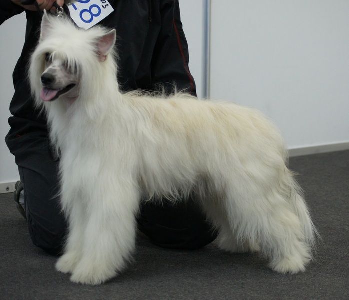 Admiral Askol'd Hrabroe Serdce