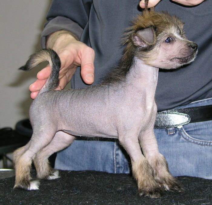 Prowokacja Next Germanika