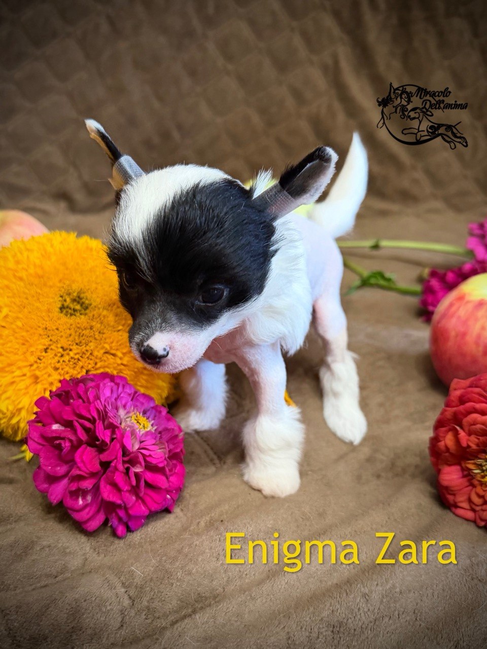 Enigma Zara Miracolo Dell'anima