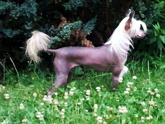 Bessi Gojar - in Nesjana kennel