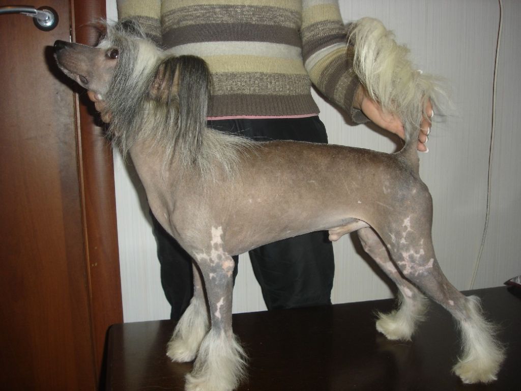 Fantastik Kashmir Umas