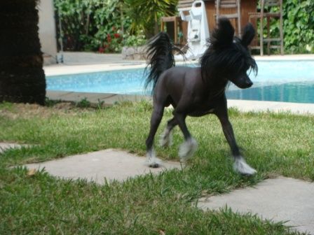 Goliath Des Picholines