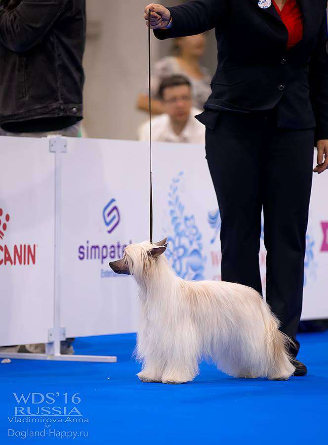 Irida  Winning Smile