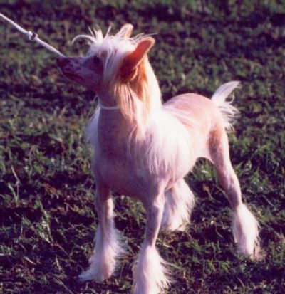 Bar-We's Strip Poker