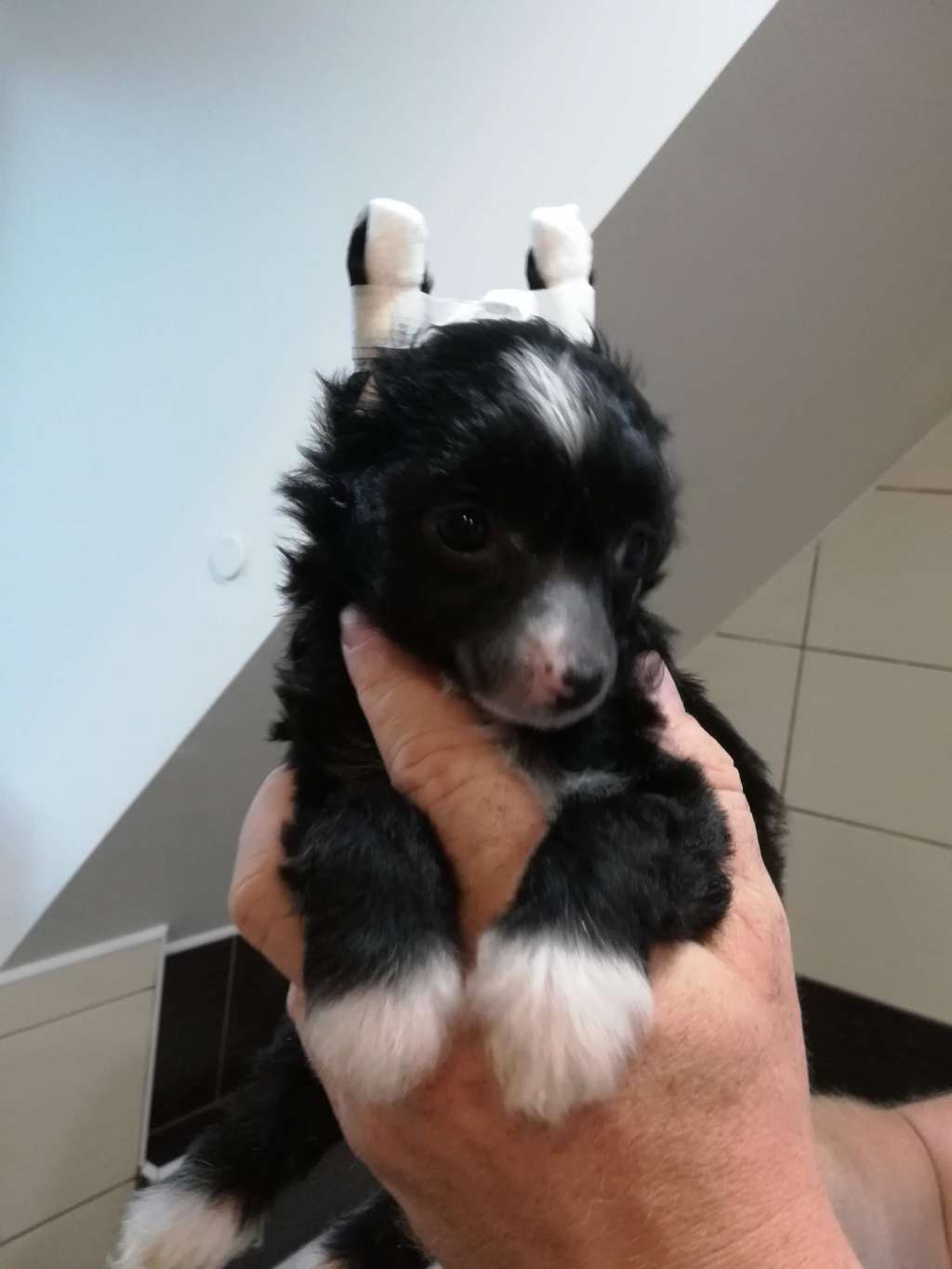 Mercedes Benz Ipsi Grand