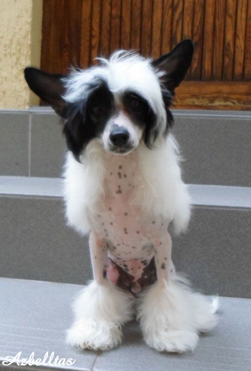 Azbelltas Marzipan Ciu-Miu