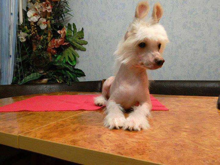 Amulet my Pearl  Natalexx Life